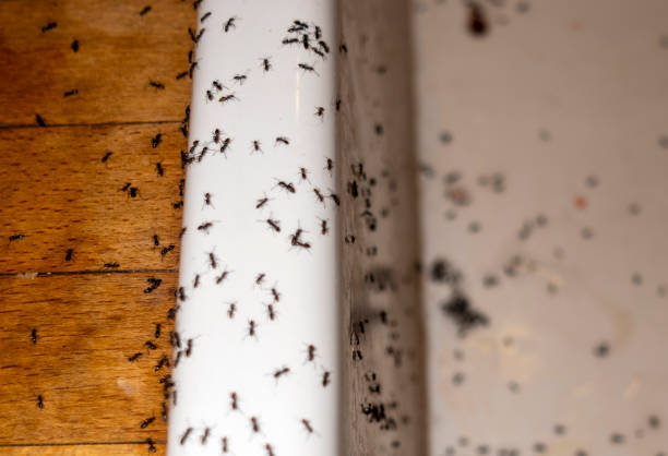 Wildlife Control Services in Gibsonburg, OH
