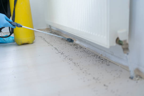 Best Ant Control Services  in Gibsonburg, OH